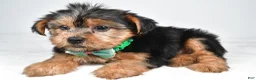 Yorkshire Terrier dogs for sale: Dolly - Ad 6