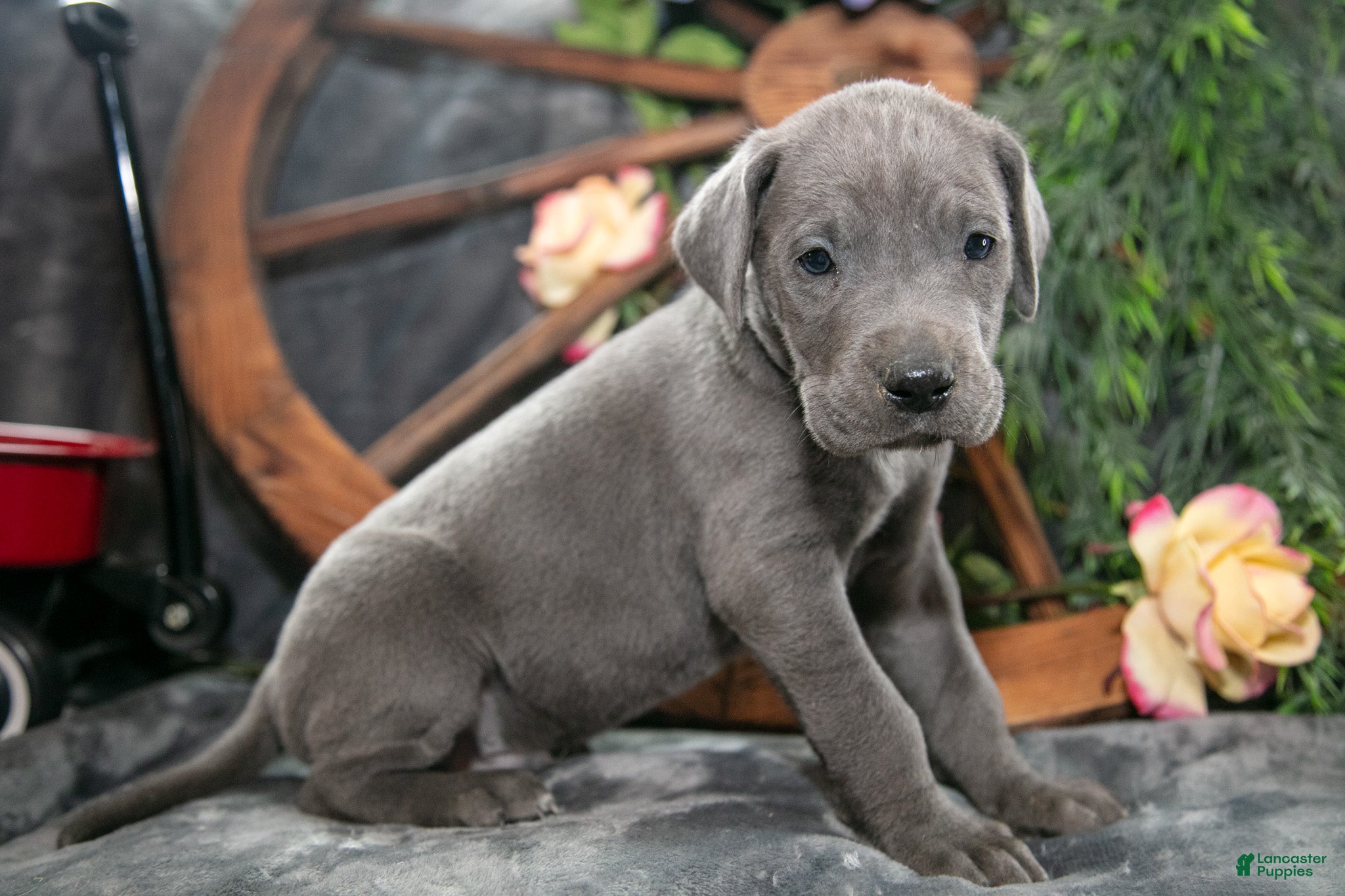 Great Dane dogs Jazz - Ad 2