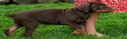 Doberman Pinscher dogs for sale: Gus 🐾 - Ad 19