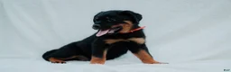 Rottweiler dogs for sale: Rottweiler 2 - Ad 4