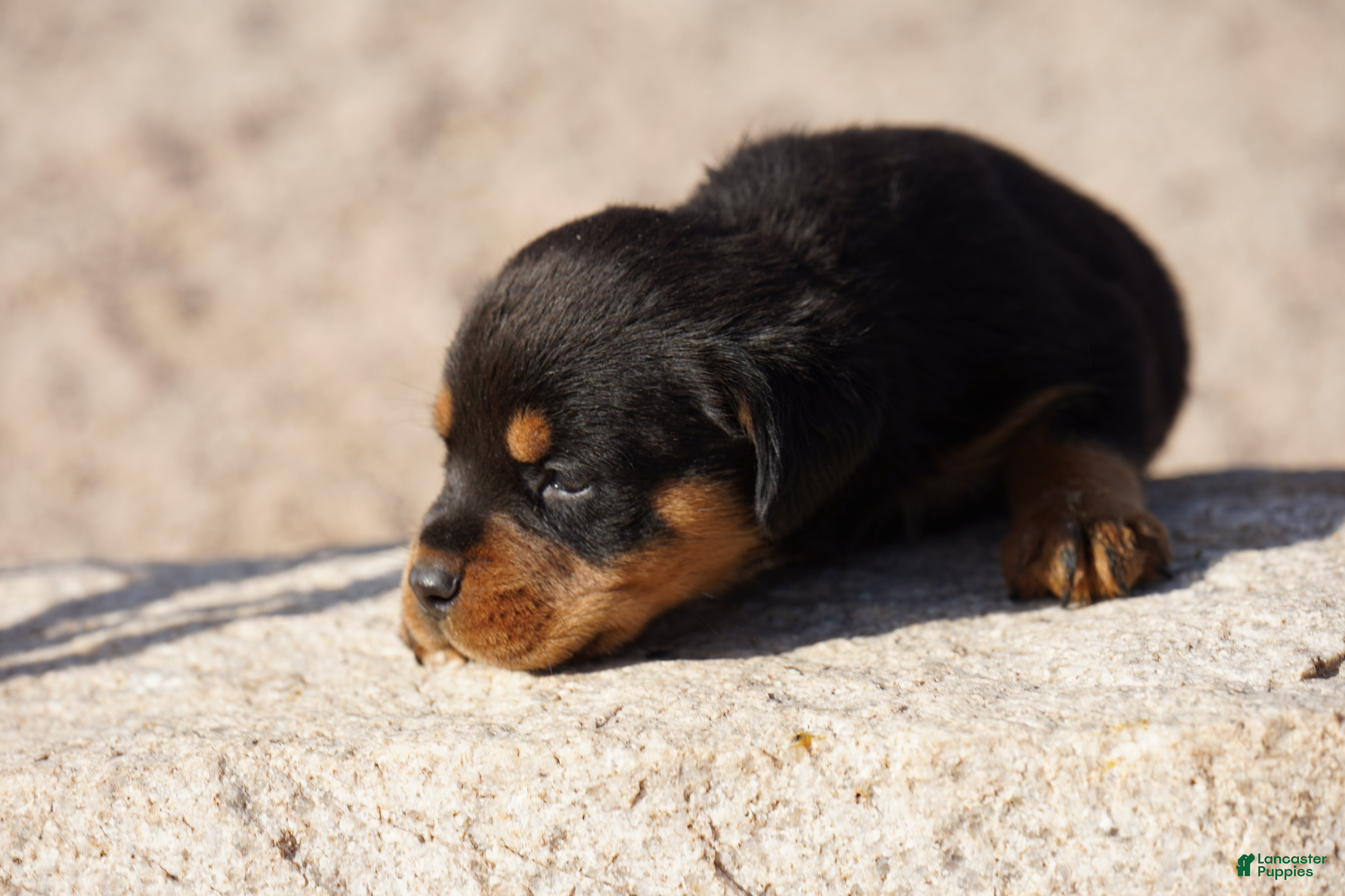 Rottweiler dogs Rott M2 - Ad 13