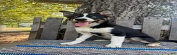 Pomsky dogs for sale: Diesel - Ad 3