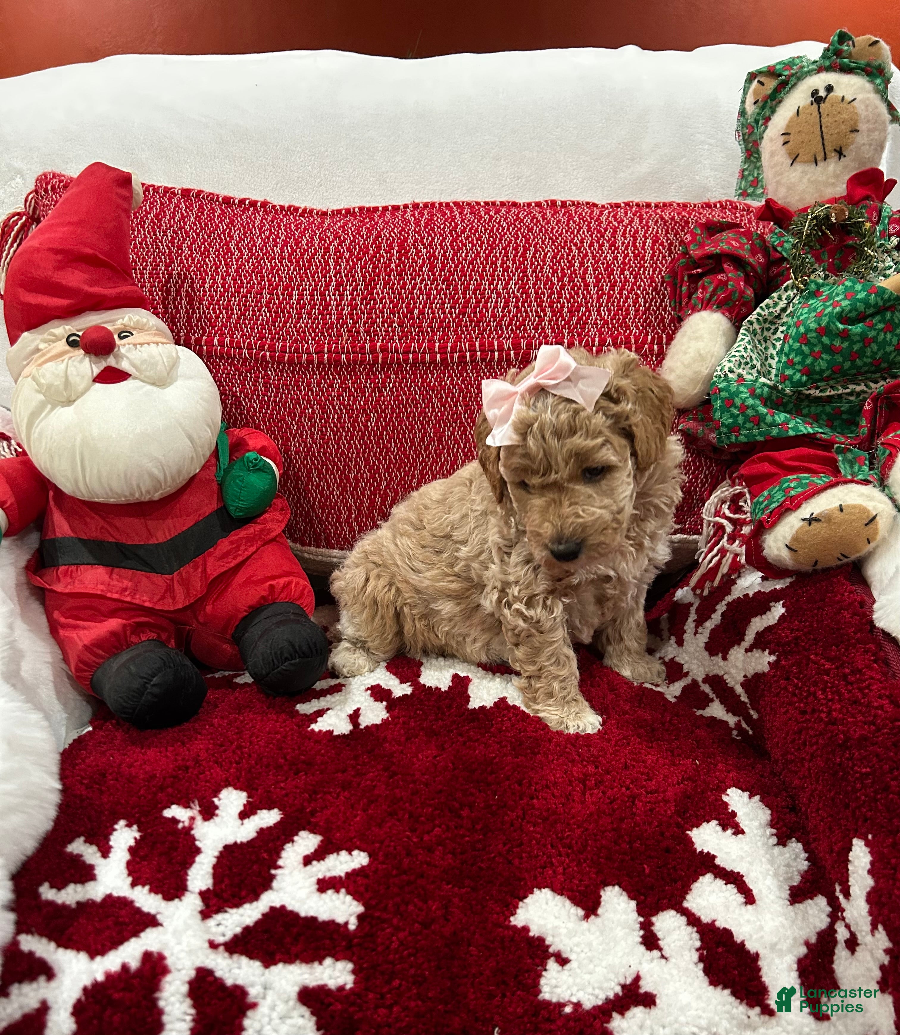Mini Goldendoodle dogs for sale: Mini Goldendoodle Chantilly - Ad 2