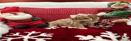 Mini Goldendoodle dogs for sale: Mini Goldendoodle Chantilly - Ad 4