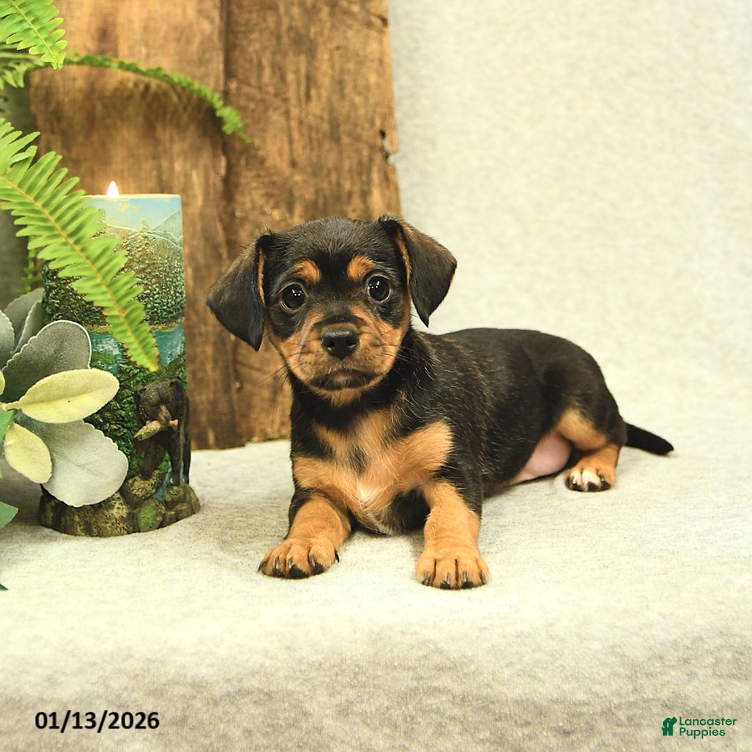 Mixed Breed dogs for sale: Lacey - Ad 4