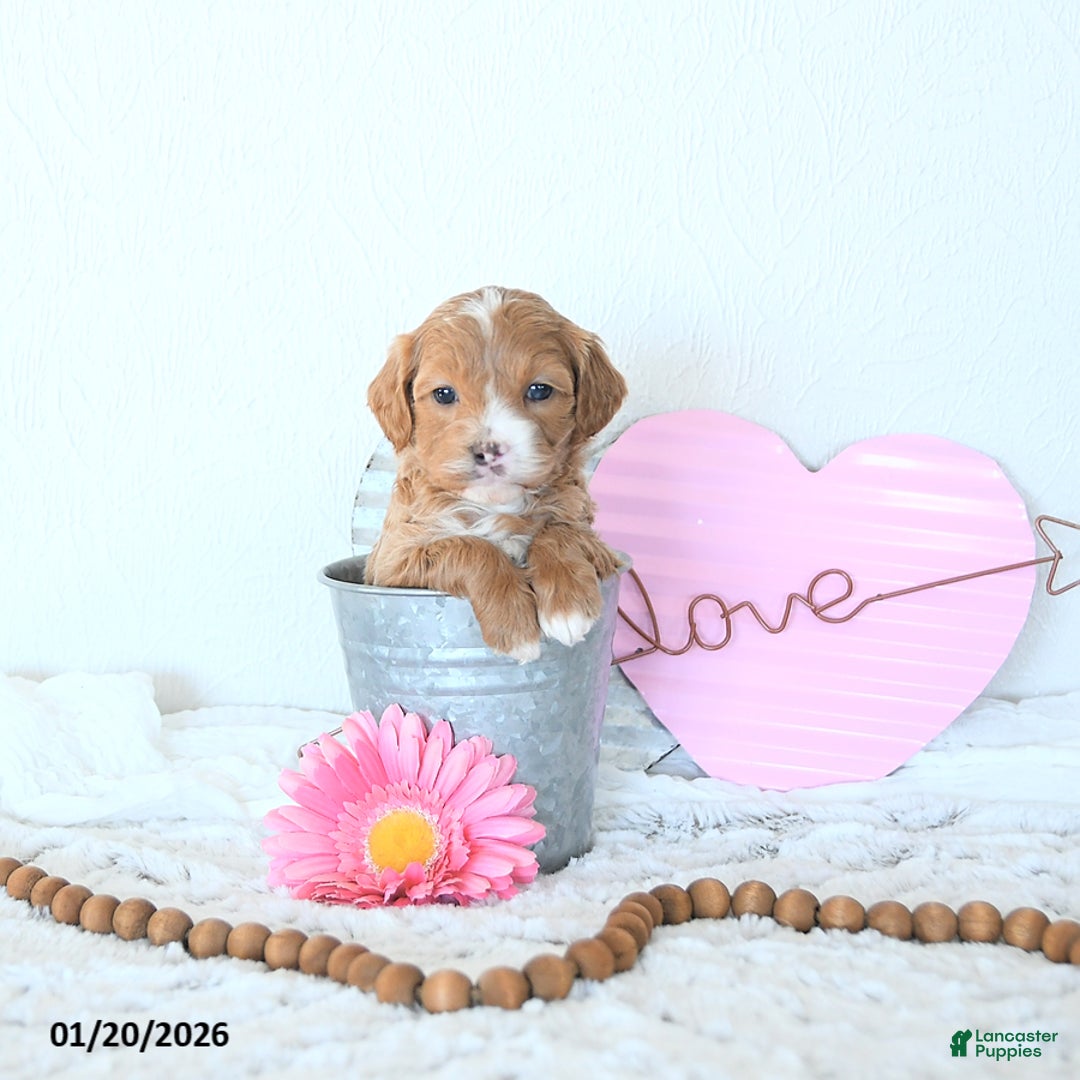 Mini Goldendoodle dogs for sale: Iris - Ad 2