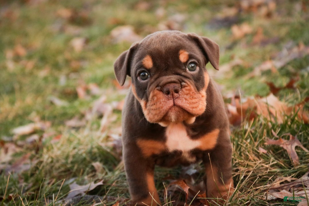 English Bulldog dogs for sale: Glamour - Ad 7
