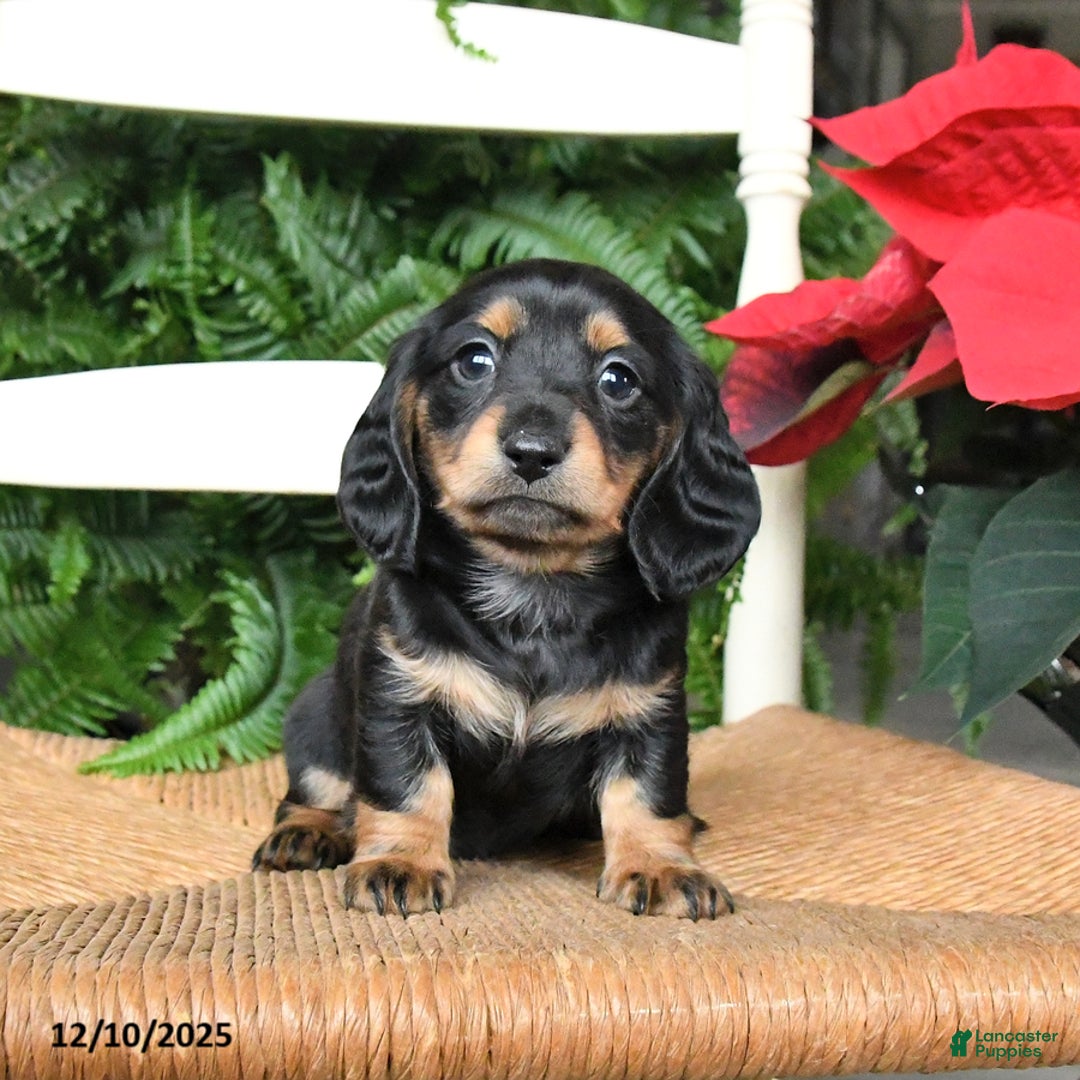 Miniature Dachshund dogs for sale: Daisy - Ad 1
