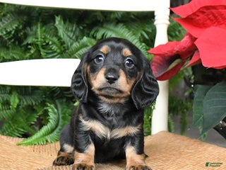 Miniature Dachshund dogs Daisy - Ad 22
