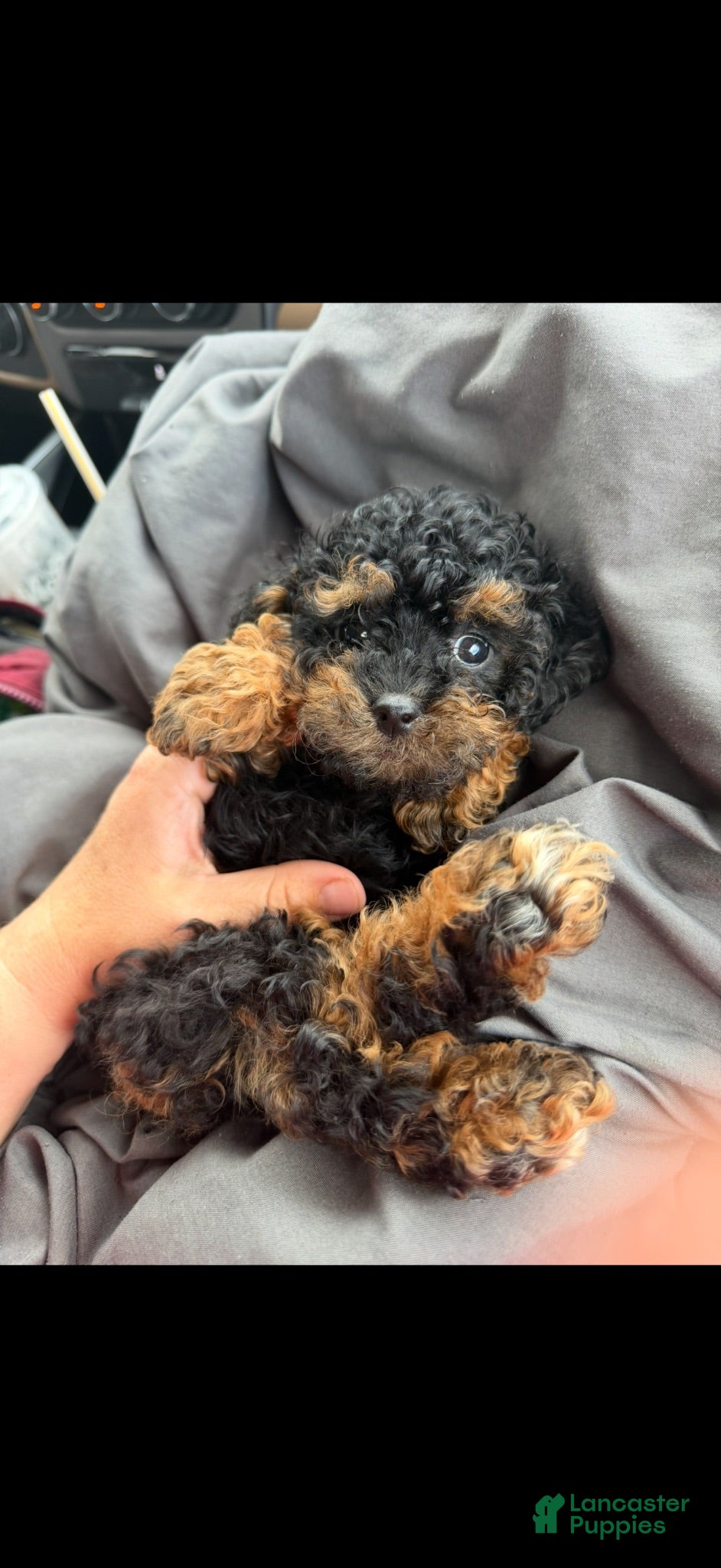 Toy Poodle dogs Akc Black Phantom Tiny Boy 💙 - Ad 8