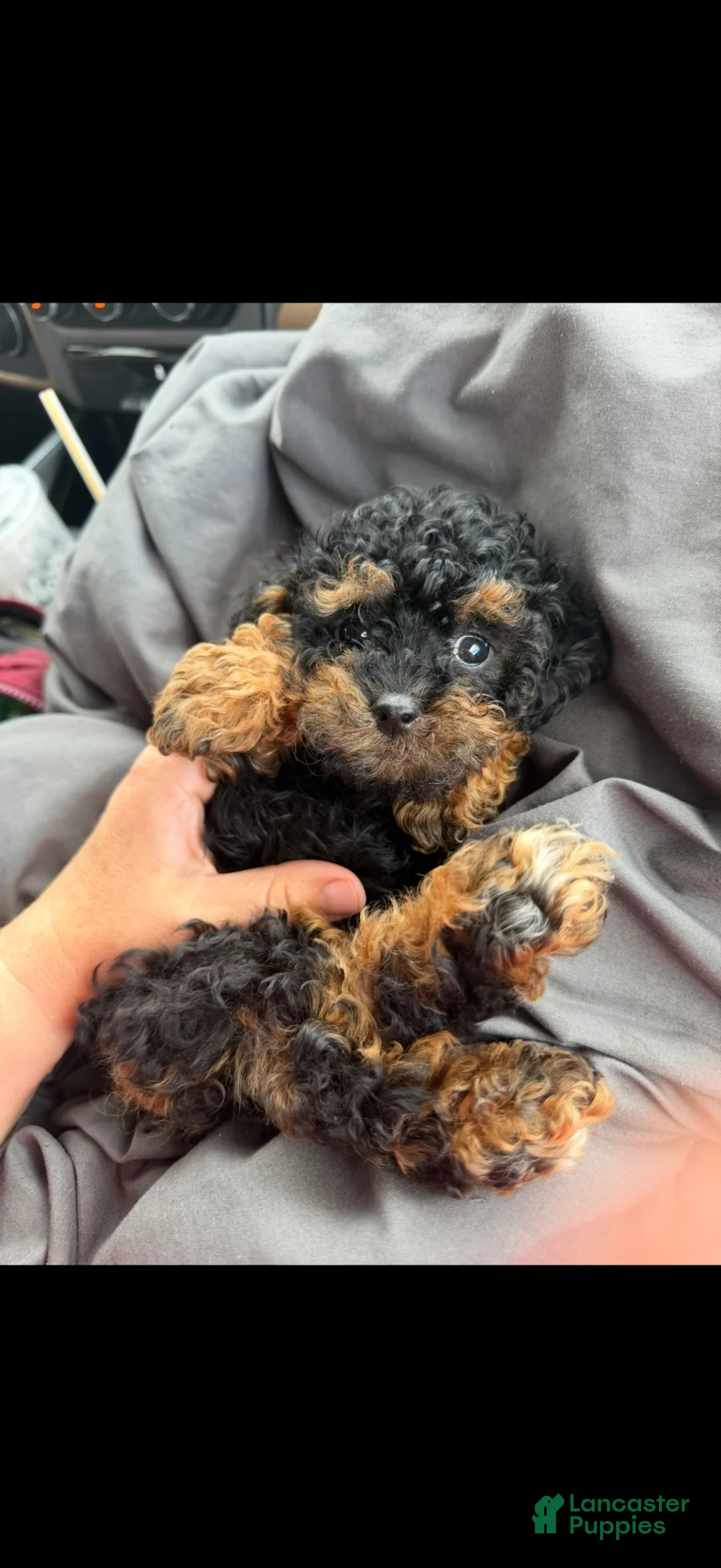 Toy Poodle dogs for sale: Akc Black Phantom Tiny Boy 💙 - Ad 1