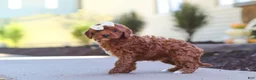 Cockapoo dogs for sale: Willow - Ad 15
