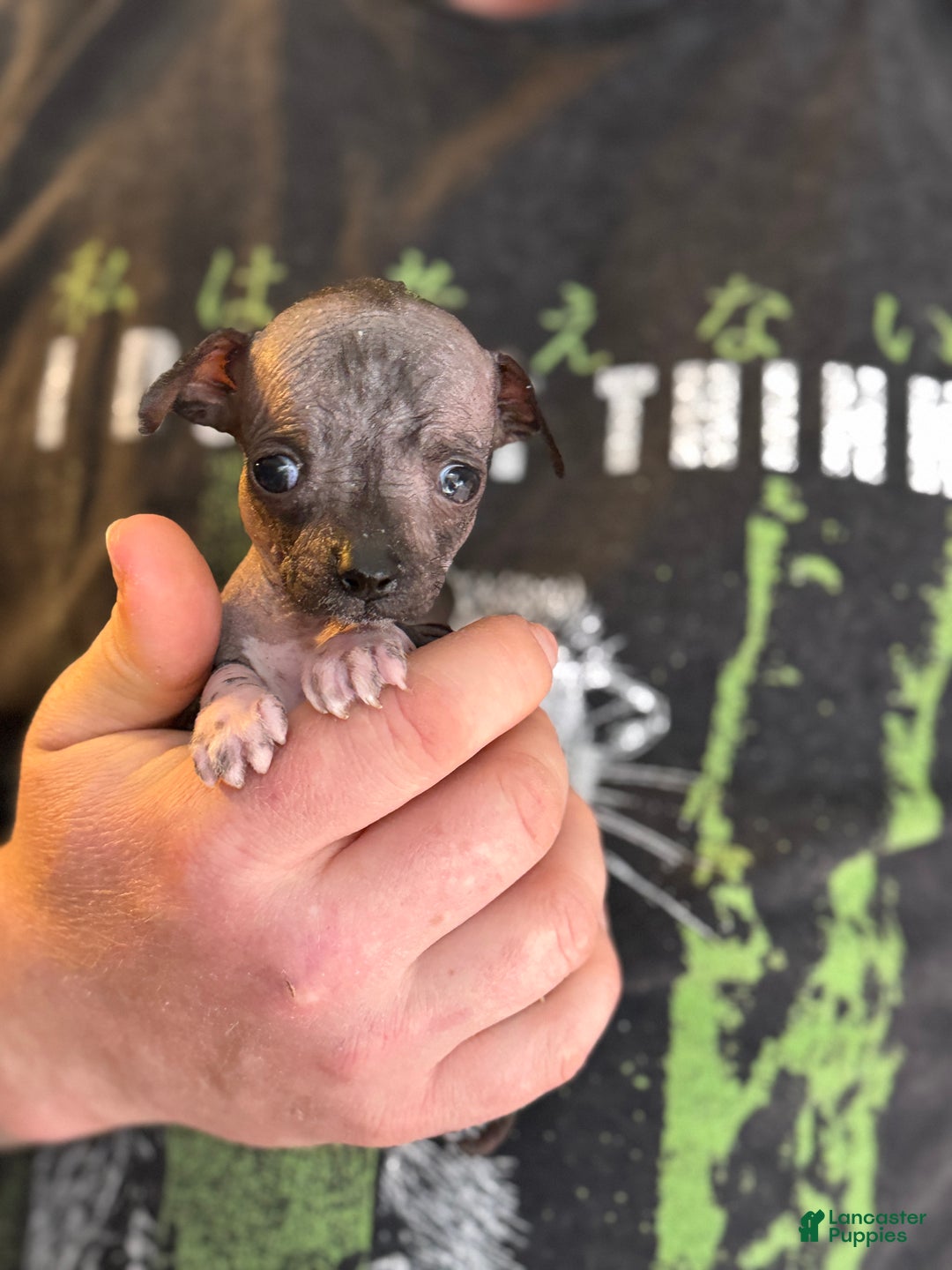 Mixed Breed dogs for sale: Bravo - Ad 3