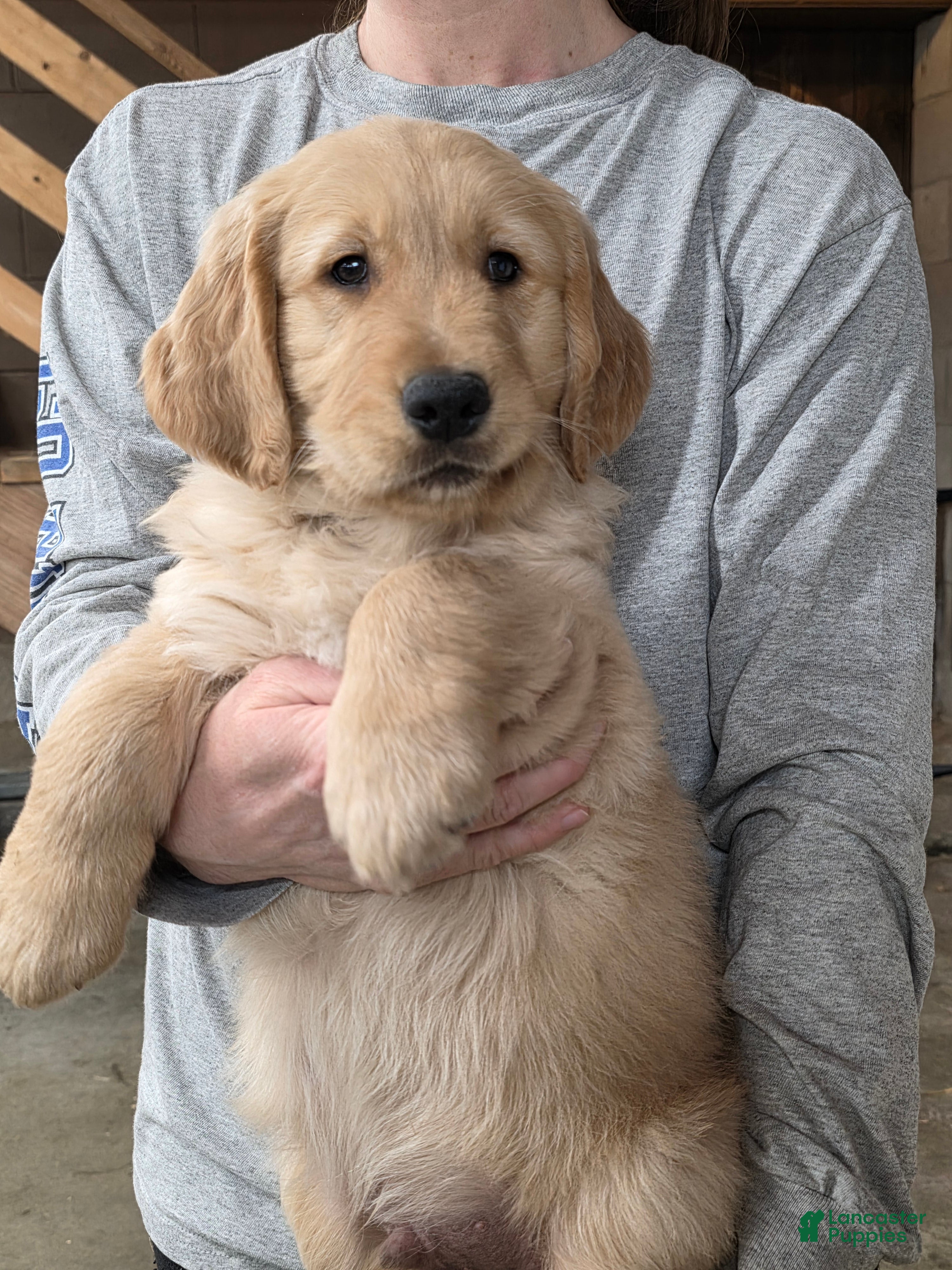 Golden Retriever dogs Charlie - Ad 1