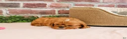 Cavalier King Charles Spaniel dogs for sale: Daphne - Ad 2