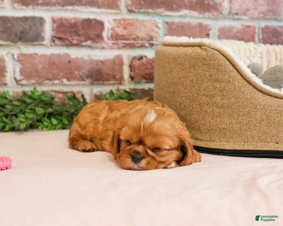 Cavalier King Charles Spaniel dogs for sale: Daphne - Ad 2