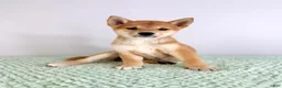 Shiba Inu dogs for sale: AKC Mei - Ad 6
