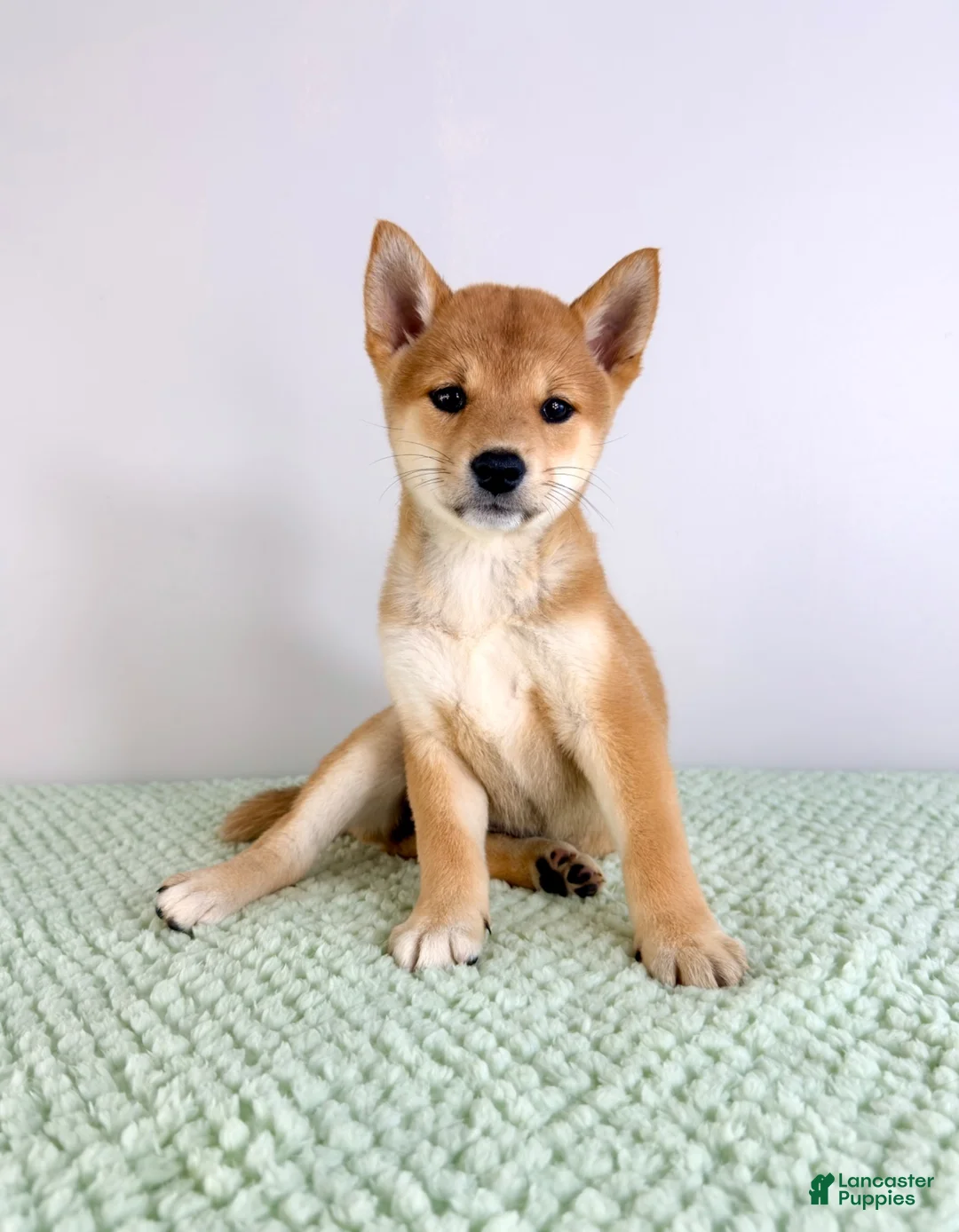 Shiba Inu dogs for sale: AKC Mei - Ad 6