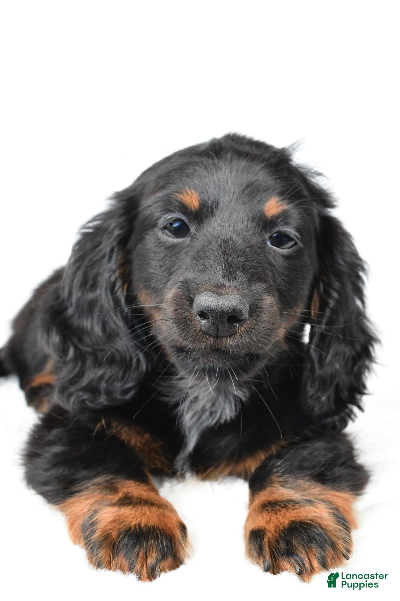 Miniature Dachshund dogs for sale: Fiona - Ad 2