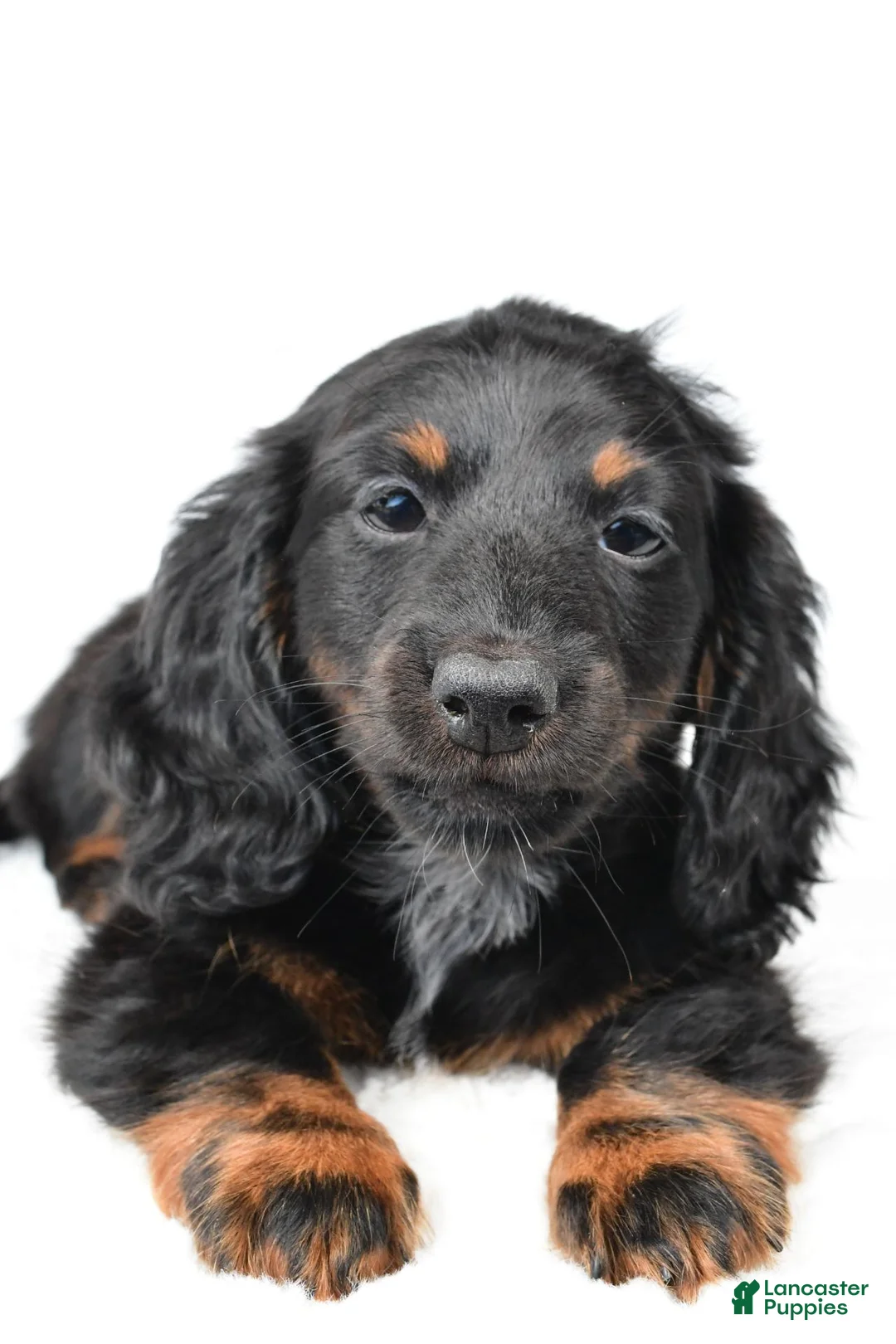 Miniature Dachshund dogs for sale: Fiona - Ad 2
