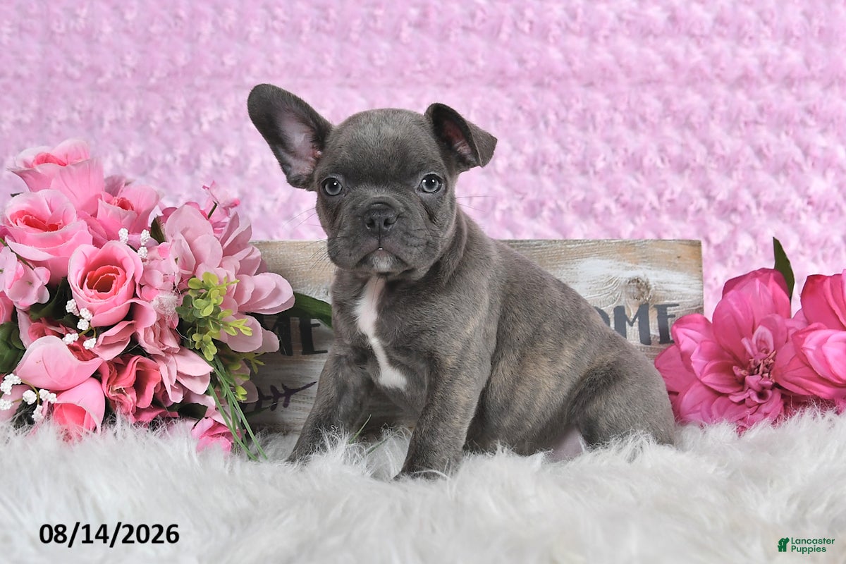 Frenchton dogs Brady - Ad 2