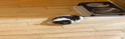 Biewer Terrier dogs for sale: Biewer Terrier Puppy 1 - Ad 7