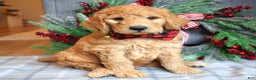 Goldendoodle dogs for sale: Parker  - Ad 3