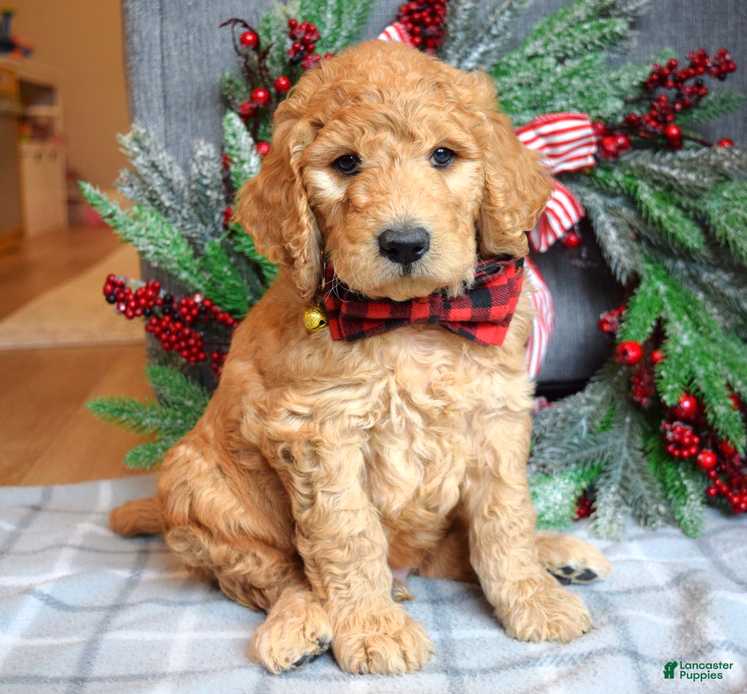 Goldendoodle dogs for sale: Parker  - Ad 3