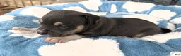 American Bully dogs for sale: "MICHAEL JACKSON" / BLUE TRI COLOR - Ad 7