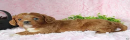 Cavapoo dogs for sale: Cavapoo 8 - Ad 4
