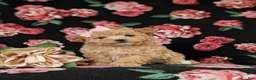 Maltipoo dogs for sale: Reese 8 lbs Full Grown - Ad 4