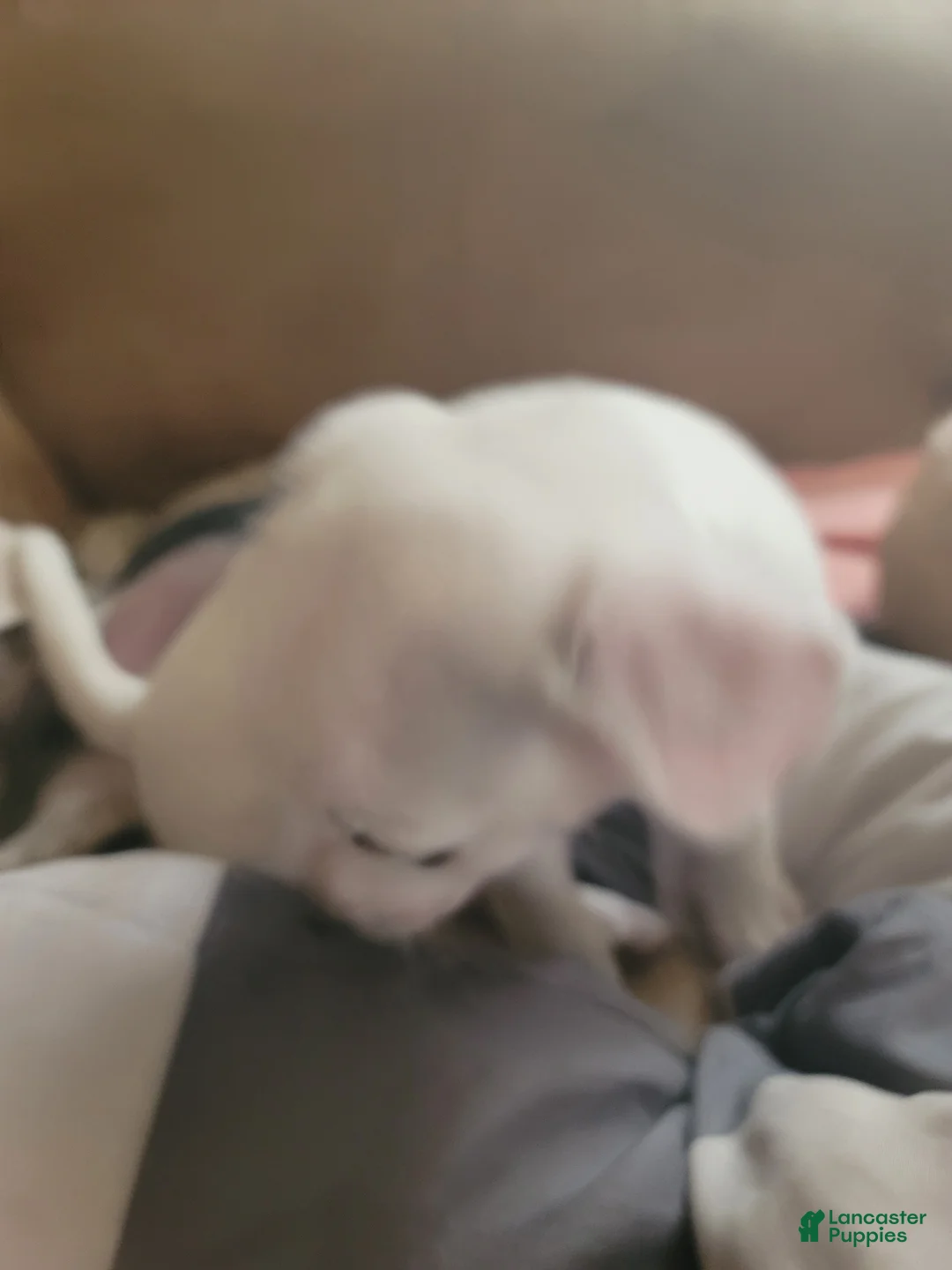 Mixed Breed dogs for sale: Stephen - Ad 2