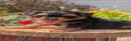 Yorkiepoo dogs for sale: Zane - Ad 8