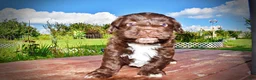 Havapoo dogs for sale: Hershey - Ad 23