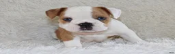 English Bulldog dogs for sale: Henry - Ad 6