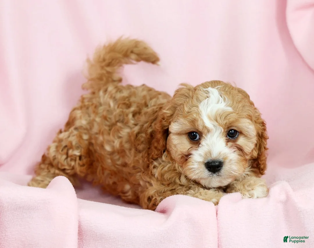 Cavapoo dogs for sale: Chloe - Ad 6