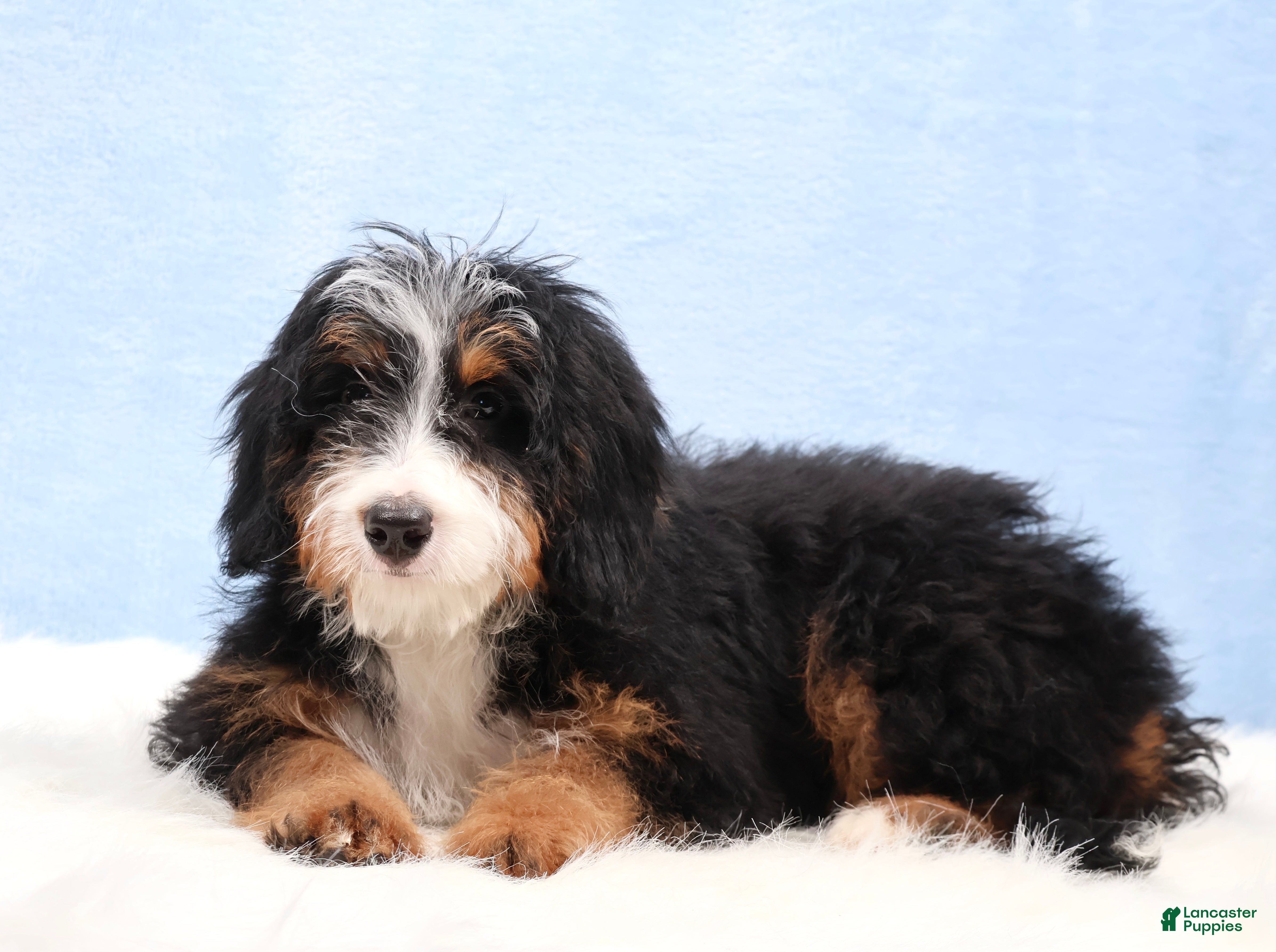 Mini Bernedoodle dogs Dakota - Ad 2