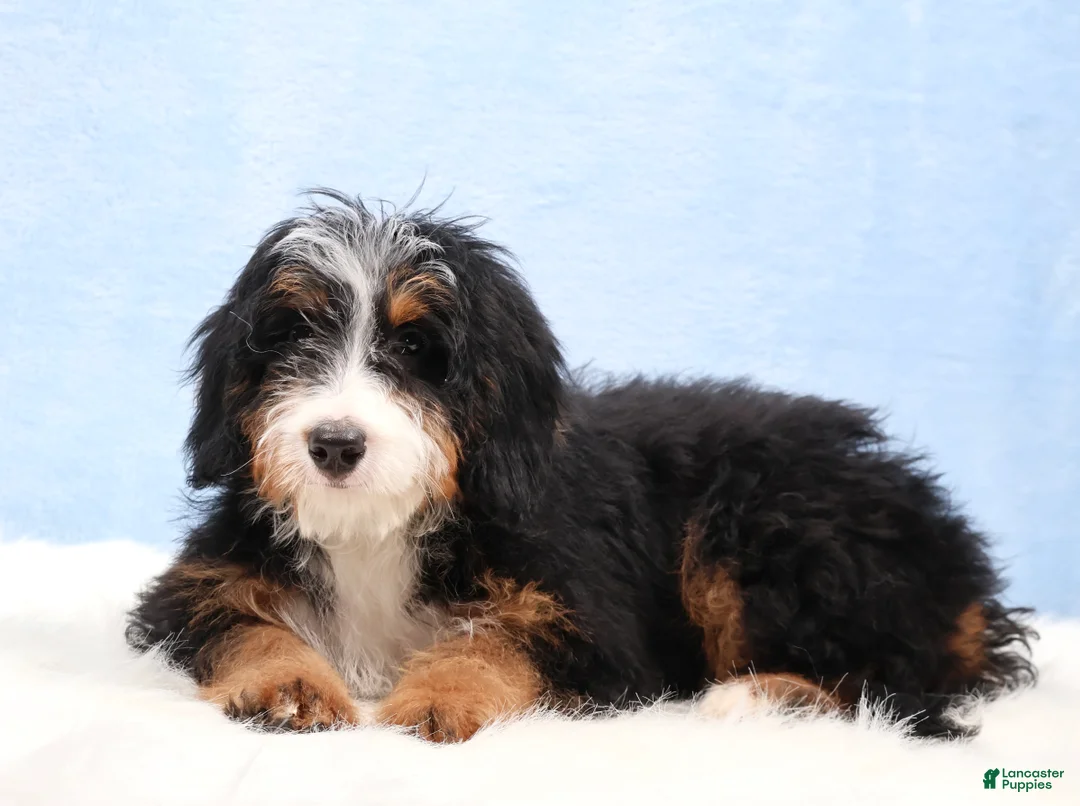 Mini Bernedoodle dogs for sale: Dakota - Ad 2