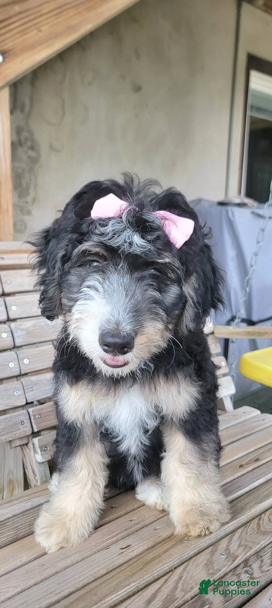 Bernedoodle dogs Bernedoodle 2 - Ad 21