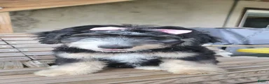 Bernedoodle 2
