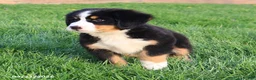 Bernese Mountain Dog dogs for sale: Molly - Ad 5