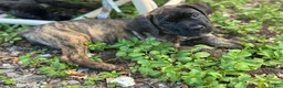 Cane Corso dogs for sale:  Bonnie black brindle - Ad 4