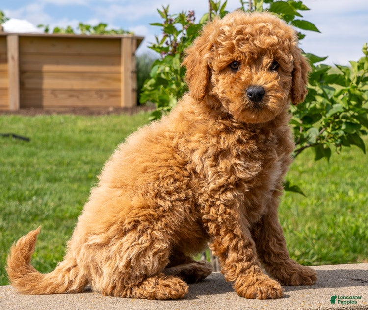 Mini Goldendoodle dogs for sale: Henry - Ad 2
