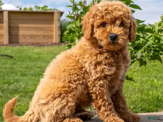Mini Goldendoodle dogs for sale: Henry - Ad 2
