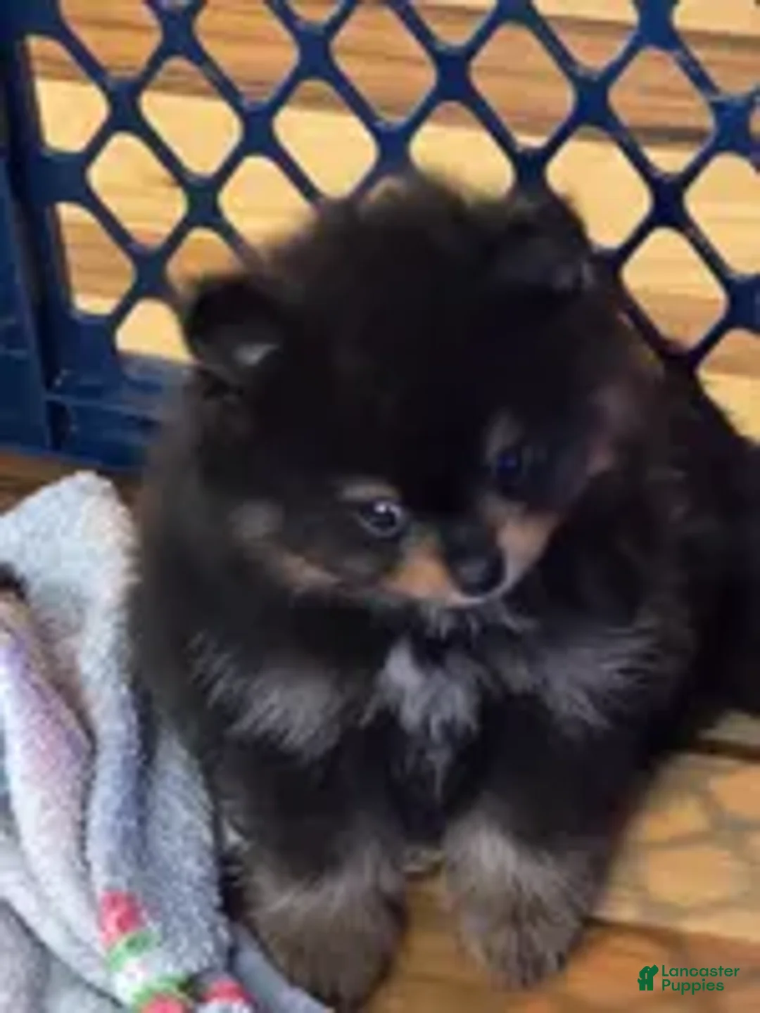 Pomeranian dogs for sale: Akc blacky  - Ad 1