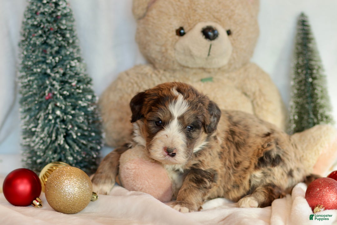 Bernedoodle dogs for sale: Dasher - Ad 4