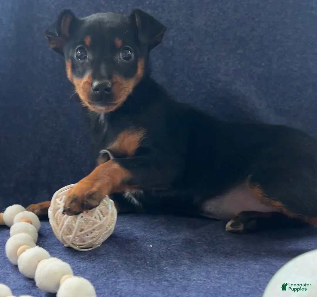 Miniature Pinscher dogs for sale: Megan - Ad 7