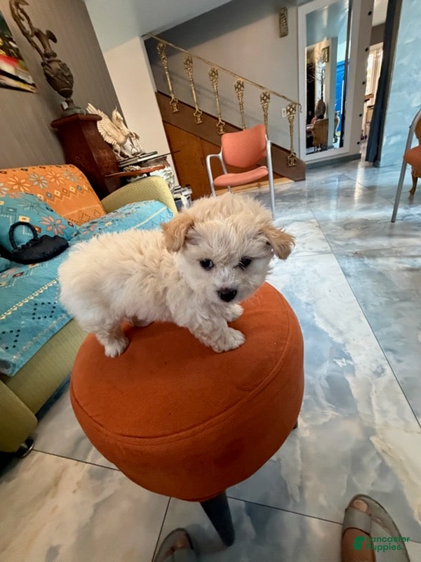Maltipoo dogs Teddybear Maltipoo Male 1 - Ad 2