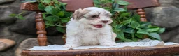 Havanese dogs for sale: Niko - Ad 5