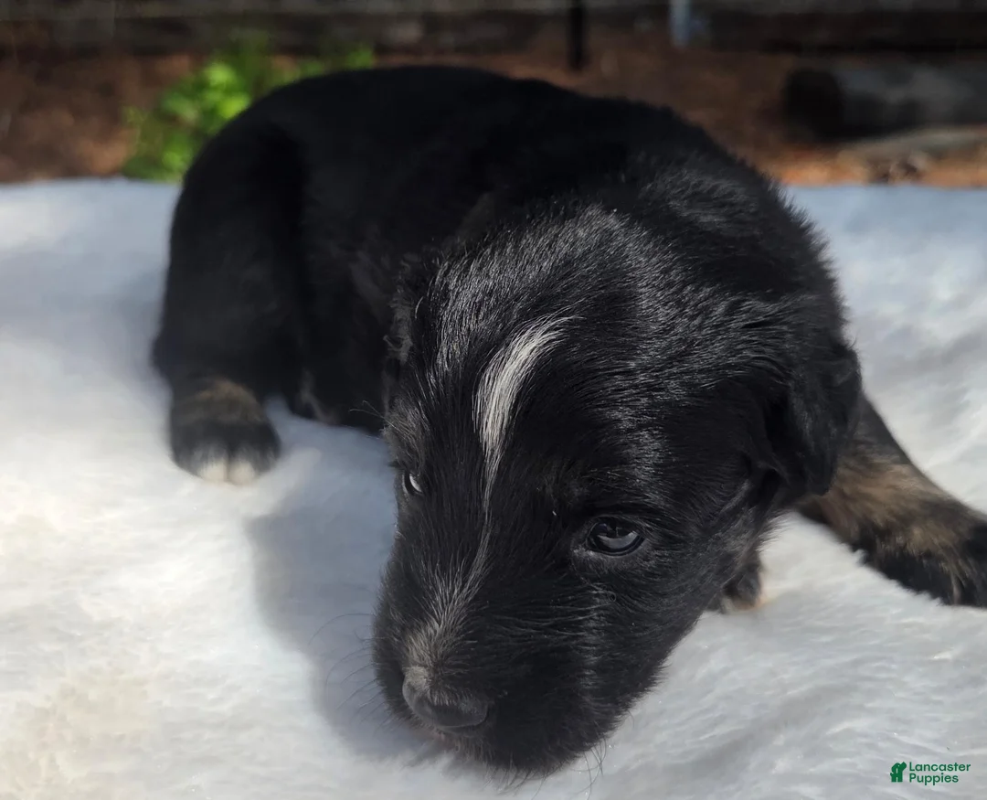 Australian Shepherd dogs for sale: Tank - Ad 2